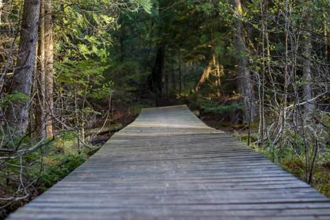 Forest Footbridge Stock Photos