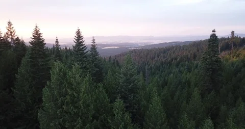 Forest in the Foothills of a Mountain Vídeo Stock 114432960