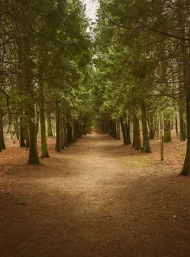 Forest footpath between old pines Stock Photos
