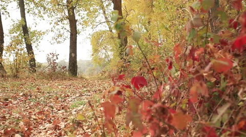 Forest footpath in e yellow wood with river. Steadicam   low  view Stock Footage 43191857