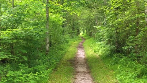 Forest Footpath Stock Footage 133996255