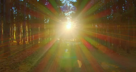 Forest footpath, park nature forward motion, gleaming golden radiant sun Stock Footage 315500475