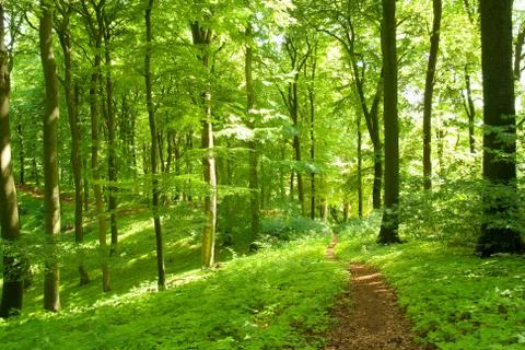 Forest footpath Stock Photos