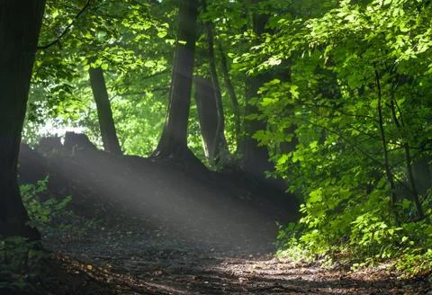 Forest footpath Stock Photos