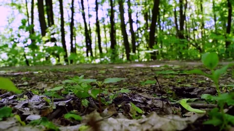 Forest footpath in the summer. Video stock 50297834