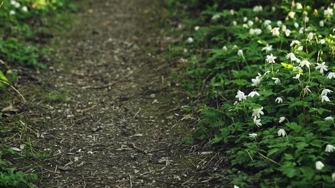 Forest footpath on a sunny April evening with blooming snowdrops Stock Footage 75077792