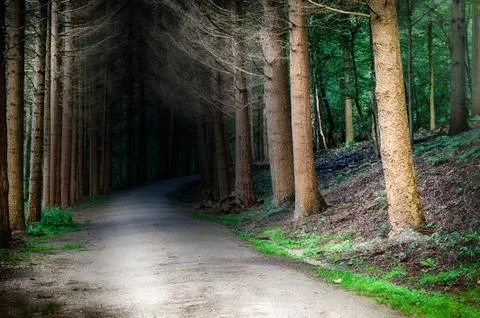 Forest footpath at sunset Stock Photos