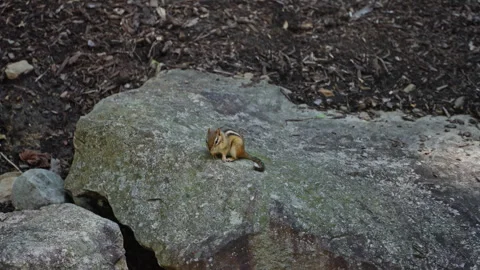 Forest Forager: Chipmunk Resting on a Mossy Rock Stockbeeldmateriaal 320920494
