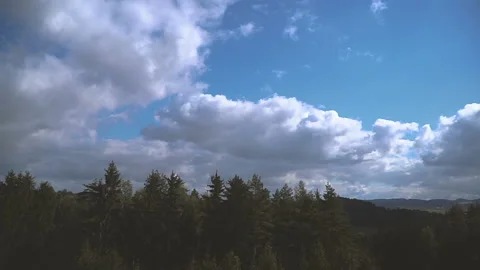 Forest. Forest against the blue sky Stock Footage 99877328