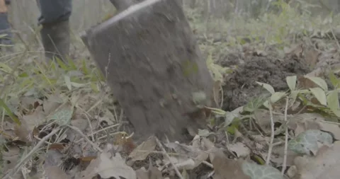 Forest, forest area, man digging with a shovel, earth, green grass, foliage Video stock 308912553
