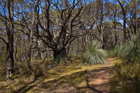 Forest at Forest Circuit Walk in Deep Creek National Park, South Australia Stock Photos