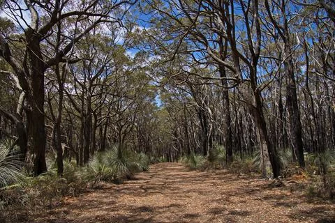 Forest at Forest Circuit Walk in Deep Creek National Park, South Australia Stock Photos