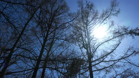 Forest forest, flowing clouds and sun Timelapse Stock Footage 130381789