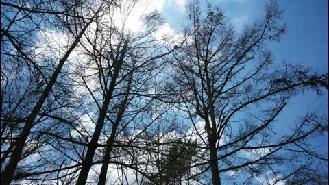 Forest forest, flowing clouds and sun Timelapse Stock Footage 130412217