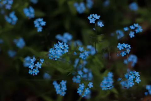Forest forget-me-not Stock Photos