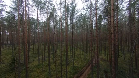 Forest FPV Stock Footage
