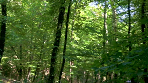 Forest, fresh green leaves on trees Stock Footage 165747660
