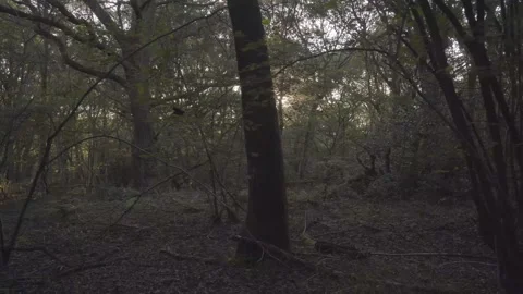 Forest Of Fresh Green Trees With Sun Casting Its Rays Of Light Through The Stock Footage 162452584