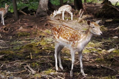 Forest Friendly Deer Stock Photos