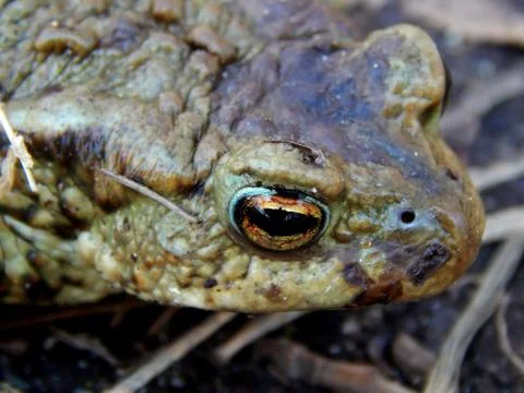 Forest frog on the road close up Stock Photos