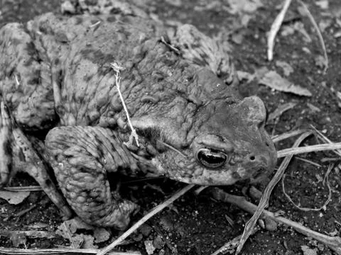 Forest frog on the road close up Stock Photos