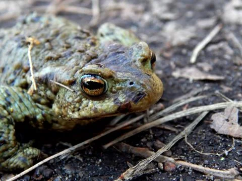 Forest frog on the road close up Stock Photos