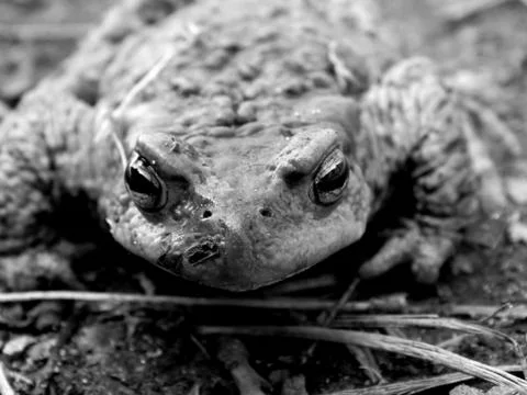 Forest frog on the road close up Stock Photos