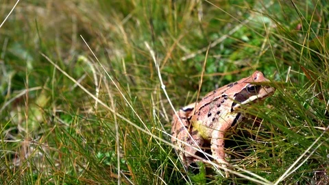 Forest frog sneaks into the wet grass Stock Footage 125894808