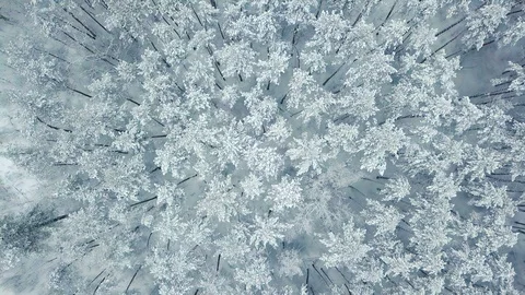 Forest of Frozen Pine Trees Covered by Snow in Winter Stock Footage 86204353
