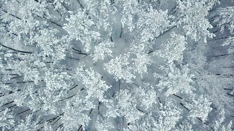 Forest of Frozen Pine Trees Covered by Snow in Winter Stock Footage 86204896