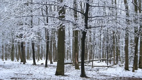 Forest, fruit alley in cloudy spring weather under the last snow. Stock Footage 126875296