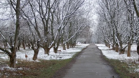 Forest, fruit alley in cloudy spring weather under the last snow. 库存影片 126875359