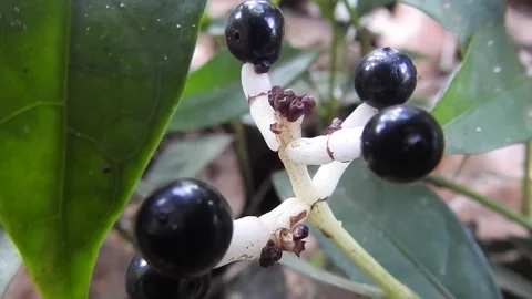 Forest fruit DSCN8326 Stock Footage 156204691