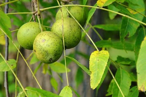 Forest Fruit Stock Photos
