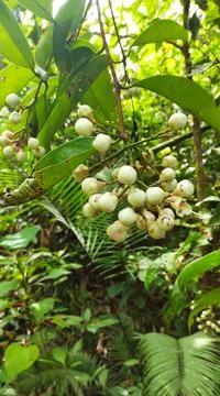 Forest Fruit Foto stock