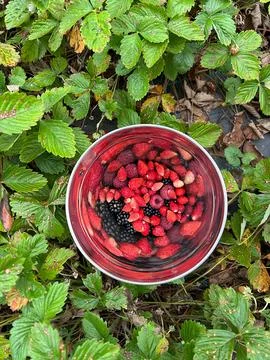Forest fruits Фото