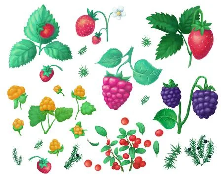 Forest  fruits set Stock Illustration