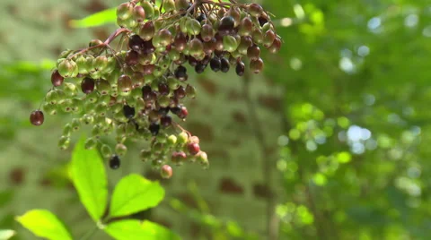 Forest fruits in the wind Stock Footage 59317965