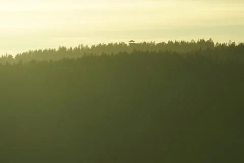 Forest ful of sun light during sunset. Stock Photos