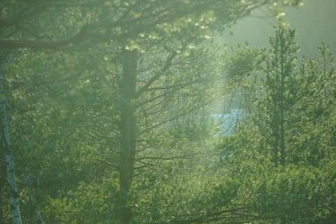Forest ful of sun light during sunset. Foto stock