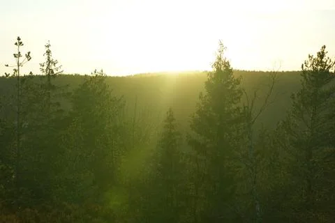 Forest ful of sun light during sunset. Stock Photos