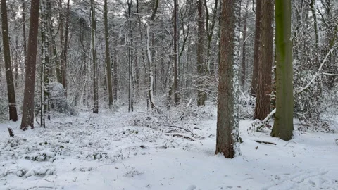 Forest that is full of beautiful white snow in winter on a sunny day Stock Footage 147645178