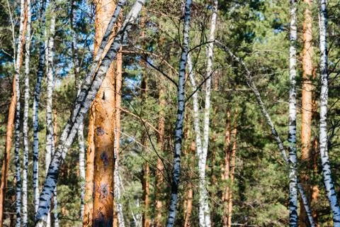 Forest, full of birch and pine trees, plays with shadows Stock Photos