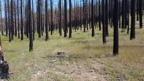 Forest full of blackened tree trunks on a hill of green grass Stock Photos