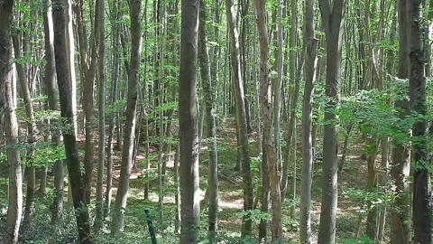 A forest full of dense trees Vídeos de archivo 148665784