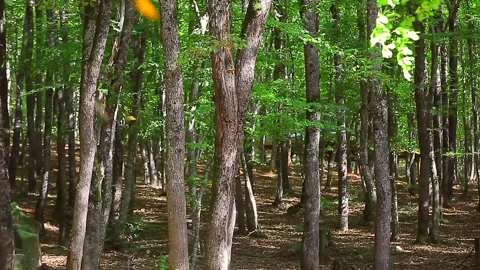 A forest full of dense trees Stock Footage 148665984