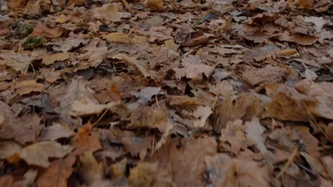 Forest full of fallen dry orange leaves. Golden autumn in park. Stock Footage 201100756