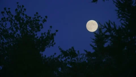 Forest Full Moon at Night Stock Footage