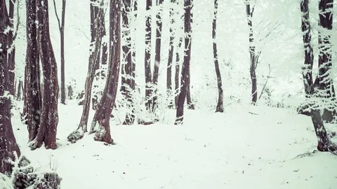 Forest full of snow Stock Footage 113680975
