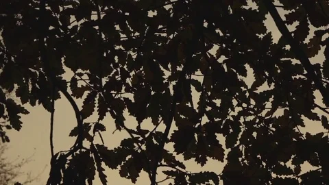 Forest with full sun in the evening in autumn Video stock 82243308